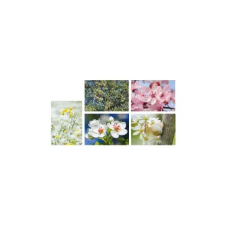 Natur Verlag Carte à motif Fleurs 17.5 x 12.2 cm, 5 pièces