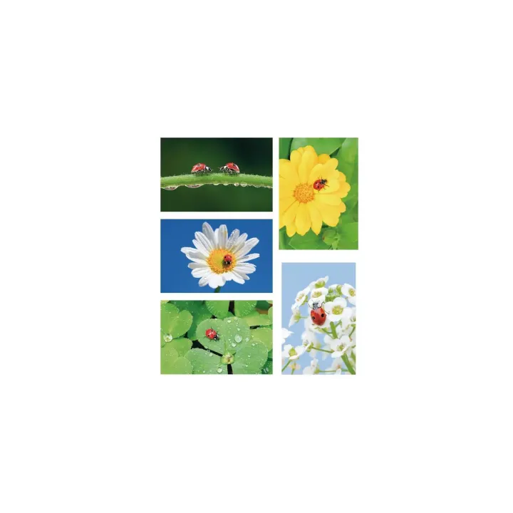 Natur Verlag Carte à motif Coccinelle 17.5 x 12.2 cm, 5 pièces