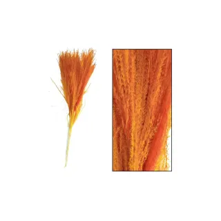 CHALET Fleurs séchées Herbe à miscanthus 10 pièces, Orange